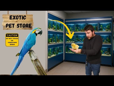Visiting an Exotic Pet Store and Getting Ideas for a Fish Tank Project