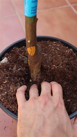 🌳 Before planting a potted tree...