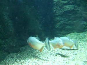 File:Pygocentrus nattereri.ogv - Wikimedia Commons