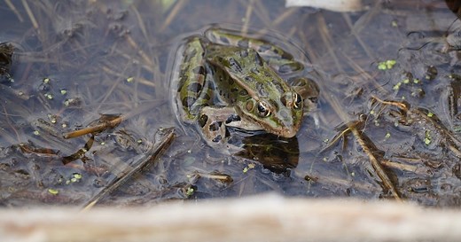 Un-Frog-getable: What happened to Minnesota’s deformed frogs?