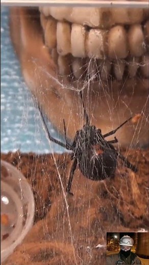 Black Widow Spiders Beautiful and Deadly🕷️