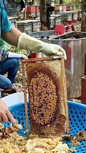 Honey Harvest in Progress #bee #honey #workerbee