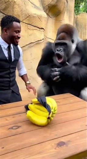 Silver-back Gorilla Falls in Love with Bananas! 😍🦍