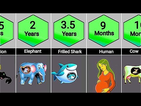 Longest Pregnancies Ever: Humans vs. Animals