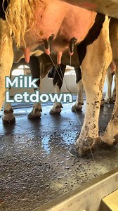 This video shows milk letdown in action. Proper milking prep is key! It helps the process be smoother, more efficient, and more comfortable for the cow. When cows are calm and well prepared, everything works better for both the animal and the people milking them. Do you know which hormone is responsible for milk letdown? #milk #dairy #milkletdown #dairydoc #dairykind | Dairy Doc