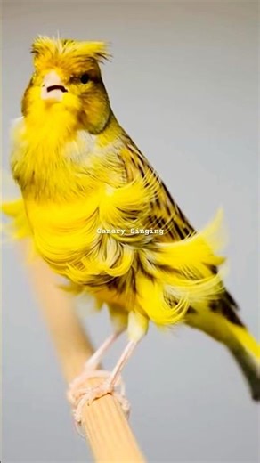 Frill Canary | Beautiful canary Singing #galerikenariindonesia #kenari3in1 #kenarigacor #shorts