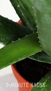 10K views · 30 reactions | Collab Healthy aloe vera life hacks for your skin and hair | 3-Minute Hacks | Facebook