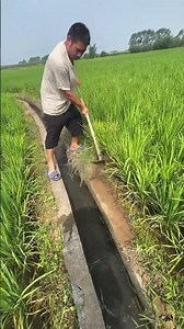 🌾 Amazing Farming Skills in Action! 🚜 Smart Irrigation Techniques for Healthy Crops