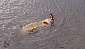 Video: Massive Pike Chokes on Bird too Large to Swallow | OutdoorHub