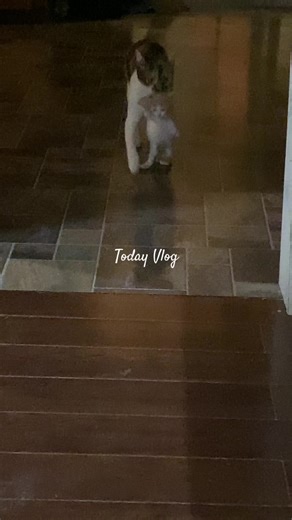 Mothering #momsoftiktok #catsoftiktok