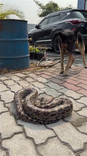 Black Dogs Vs Rock Python Fight 😱🐍#shorts #youtubeshorts
