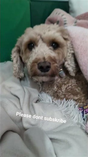 od we get 3 mil views and 500 subs i will do voice reveal