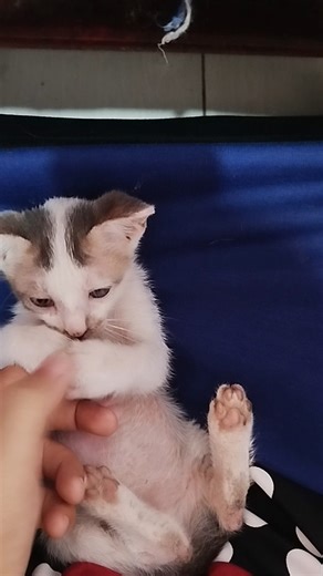 Anak kucing lucu suka digelitik | Cute kitten like being tickled #cat #kitten #tickled