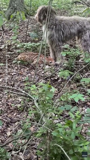 Dog stands over hidden fawn and somehow never sees it
