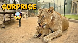 Sick Lion Cub Rescue 😢 | Baby Lion Saved At Last Moment #LionRescue #WildlifeVlog #BabyLion #LionFarm #AnimalLovers #SaveAnimals #WildlifePakistan | Waqas Wild Farm