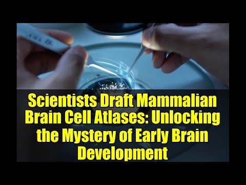 Scientists Draft Mammalian Brain Cell Atlases: Unlocking the Mystery of Early Brain Development