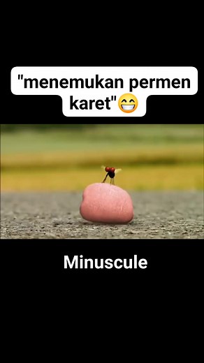 1.2K reactions · 40 shares | Lalat mata merah menemukan permen karet ketika hinggap malah nempel  Mencoba melepaskan malah hinggap disarang laba laba @sorotan #reelfyp #minuscule #movies #series #funny #fypagee #trending #semuaorang #masukberanda | Kang Rahmat | Facebook