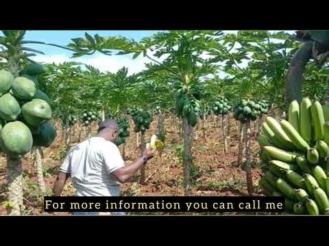 About production and productivity of ethiopian agriculture