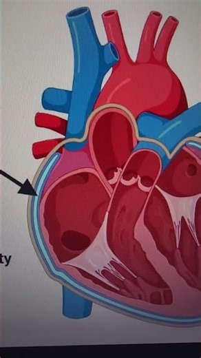 Brief overview about the pericardium