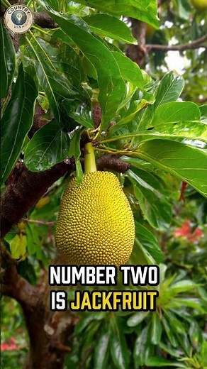 Top 3 Largest Fruits Ever – Jackfruit, Watermelon, Pumpkin