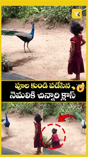 Little Girl Scolds Peacock Like a Teacher | పూల కుండి పడేసిన నెమలికి చిన్నారి క్లాస్! #funnyshorts