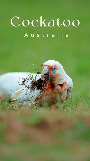Cockatoo l Centinial Park l Sydney, Australia | Syed Redwan Haque