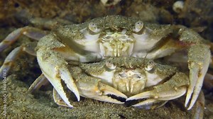 Reproduction Flying swimming crab (Liocarcinus holsatus): before mating, the male (above) carries a female (below) for some time, a pair of crabs covered with sand.