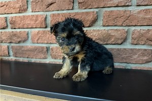 Meeko - Silky Terrier Puppy 010A78