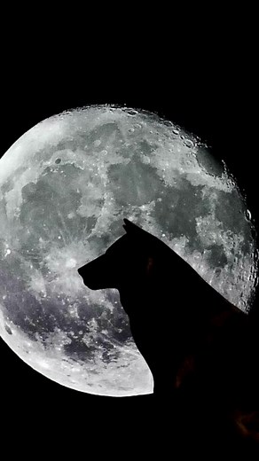 Top 5 Largest Wolf Species Revealed