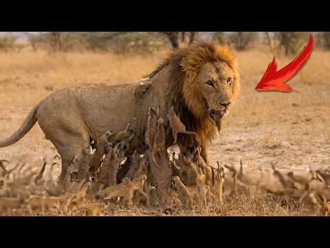 Lion Attacks Meerkat Pups, Gets SWARMED by Their Army! (Epic Africa Battle) |