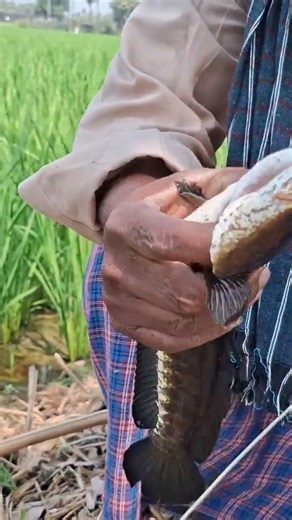 Fish Hunting Catching Snakehead