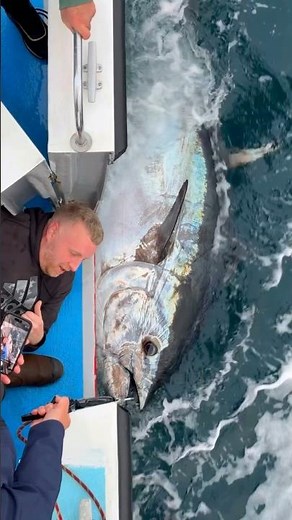 Giant Bluefin Tuna Revived & Released! 🐟🌊 | Incredible Catch & Release