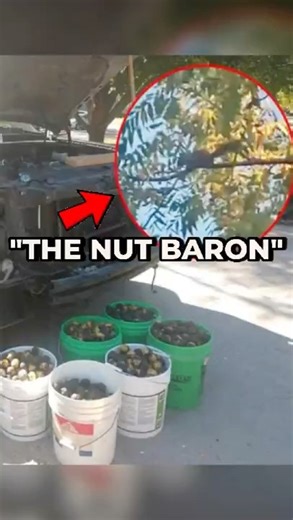 “This Squirrel Became a Nut Baron — Weird Animal Fact (30s)”