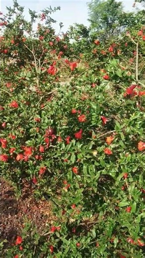 Pomegranate Flowering Stage: Secrets to Heavy Fruit Setting!