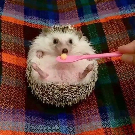 Angry Happy Hedgehog Remastered #shorts