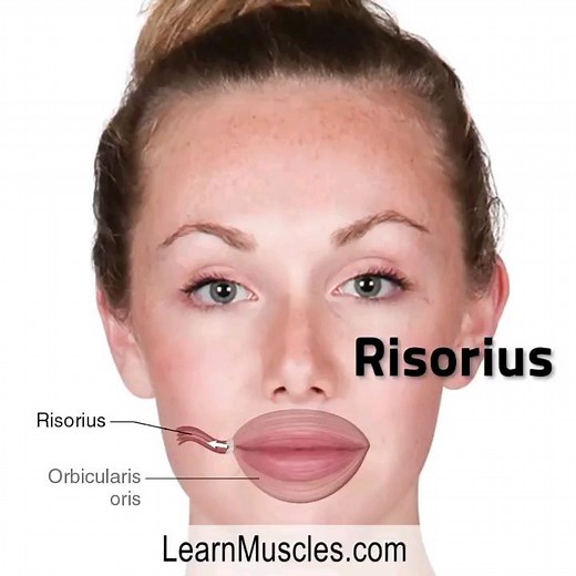 🔹️ LearnMuscles.com 🔹️ Excellence-in-education 🏅 🌟 Risorius muscle 😊 🔸️The word risorius is Latin for laughing. This muscle is so-named because when the risorius contracts and pulls the angle of the mouth outward toward its other attachment, the mouth widens, as in smiling or laughing. 😊😆 . . . 🚨🚨🚨 20% DISCOUNT FREE EBOOKS for LMCE! Use code HOHOHO20 (new subscribers only) ✅️LearnMuscles.com is the largest online content provider for manual therapy! ⚡️LearnMuscles Continuing Education