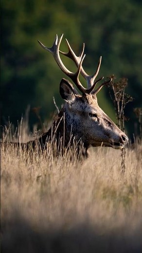 Hearing Red Deer Roar During the Rut