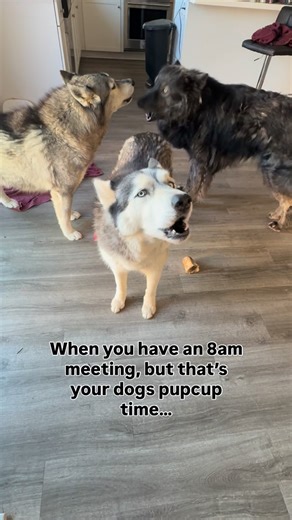 Nothing interrupts their pupcup time! - #huskyreels #agouti #huskygsd #huskyfam #huskymama #talkingdog #howlingdog #pupcups #gsdmix #huskymix | Sassy Huskies