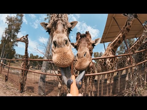 Cute & Majestic Zoo Animals | Calming Nature Footage