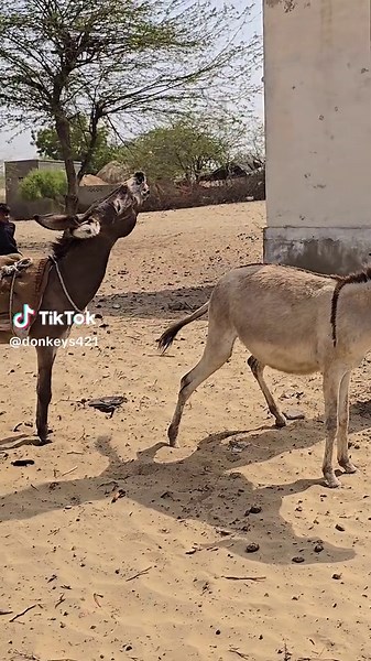 Adorable Animals Compilation | Funny Donkey Videos