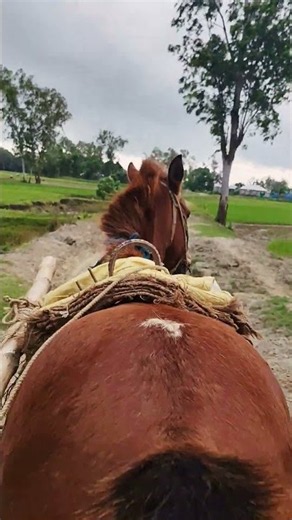 Crazy Fast Horse Cart Racing! Incredible Speed