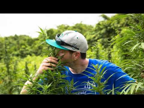 Hash Church season 11 episode 50