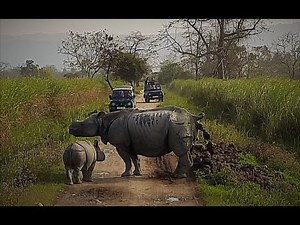 Rhino Pooping - Calf following mom's lead