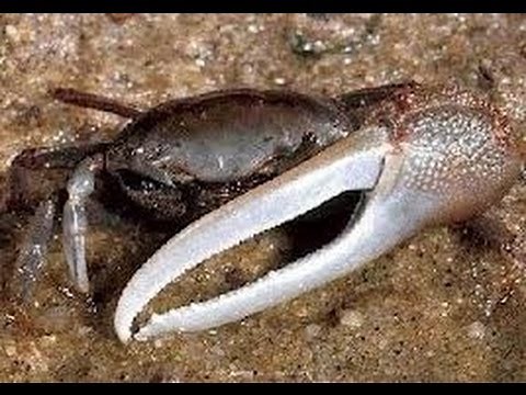 HOW TO BAIT A FIDDLER CRAB FOR BLACKFISH