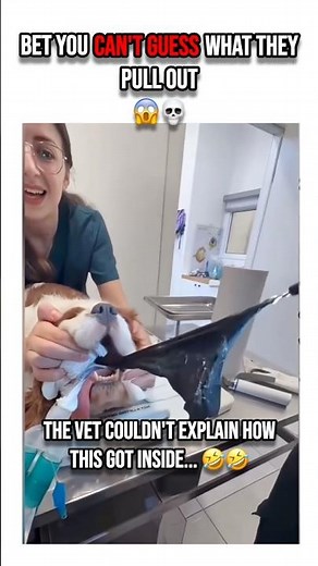 Dogs eating things they shouldn't!😱🤣 #shorts