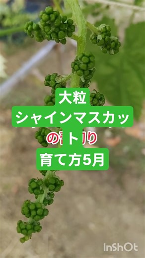 シャインマスカットの育て方大粒にする作業 #家庭菜園 #現代農業 #現代農業 葡萄栽培 ぶどう育て方お手入れ役に立つ家庭菜園放任栽培