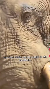 Elephant playing silly game | Ankush kumar joel bahujan gyan sagar