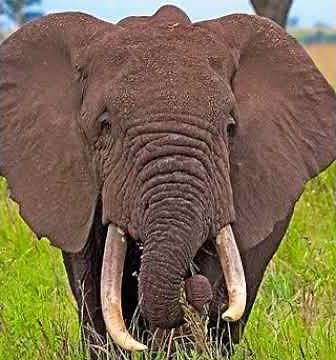 Elephant Bellow 7 🐘 🔊