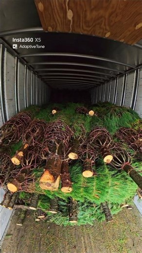 helping farmers load the Christmas trees into an 18-wheeler trailer