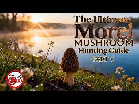 The Ultimate Morel Mushroom Hunting Guide PART 5
